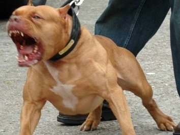 Питбуль загрыз ребенка