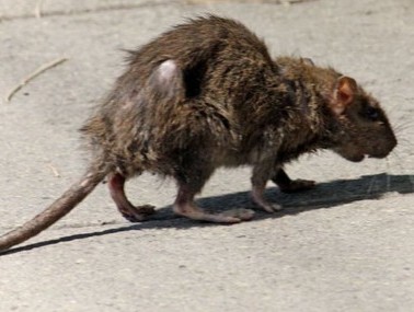 Землю захватят гигантские крысы