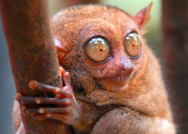 Алиевский генерал пожаловался на Армению