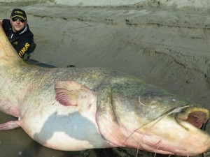 Итальянские рыбаки выловили гигантского сома