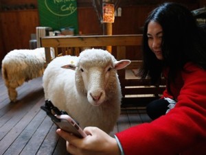 В Корее открылось кафе с овцами