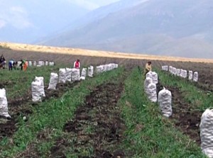 Правительство Армении решило защитить фермеров от банков