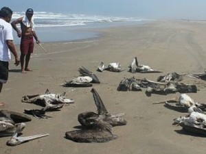 Массовая гибель пеликанов зафиксирована в Казахстане