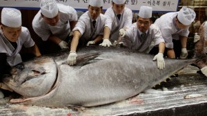 Японские рыбаки поймали гигантского тунца