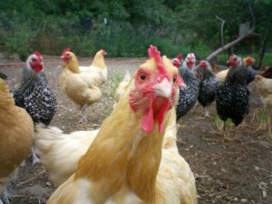 Армения запретила ввоз птицепродуктов из Турции