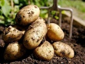 Министр: Валовой урожай картофеля в Армении увеличился на 50%