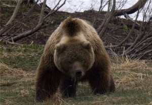 В Армении медведь наведался в сельский дом