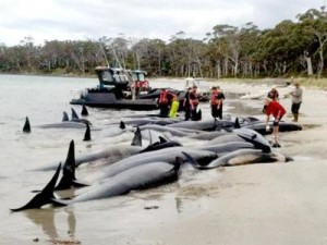 Около 40 китов погибли у берегов Чили