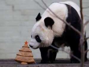 В Китае 10 человек задержаны за убийство панды и торговлю ее мясом
