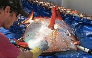 Ученые обнаружили первую в мире теплокровную рыбу