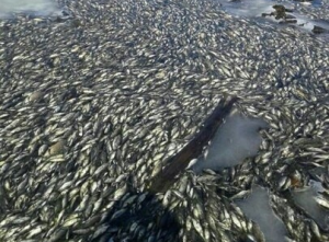 В реке Лена погибла вся рыба