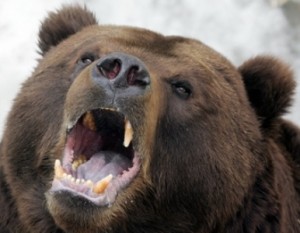 В Армении медведь зашел «в гости» к жителю села