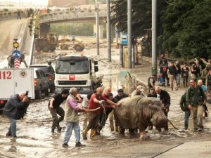 В зоппарке Тбилиси спаслось лишь небольшое количество животных