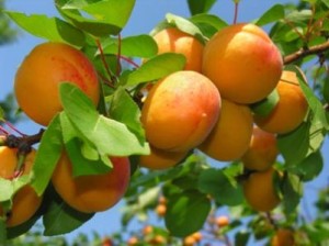 392 тонн вишни уже экспортировали, на очереди абрикосы