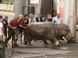 Сотрудники Ереванского зоопарка отбыли в Тбилиси