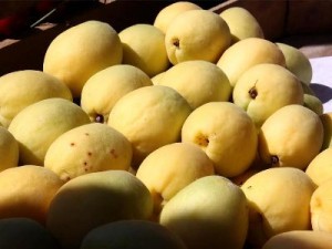 Министр: В этом году объемы экспорта абрикосов из Армении превысят прошлогодние