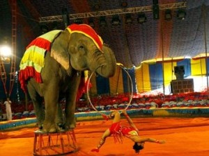 В немецком городе Бухен цирковой слон убил человека