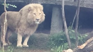 В Тбилиси сбежавший из зоопарка лев убил человека