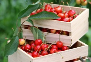 Россия запретила транзит в Казахстан из Беларуси 37 тонн свежих польских ягод