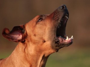 Итальянский город запретил собакам лаять во время сиесты