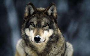 Живодеры из армянского села Ваан жестоко расправились с волком