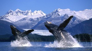 Сегодня Всемирный день китов и дельфинов