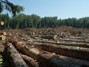 В Мьянме 150 китайцев получили пожизненный срок за вырубку леса