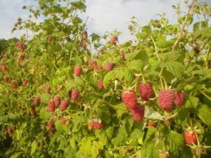 На севере Армении – успешный проект выращивания малины