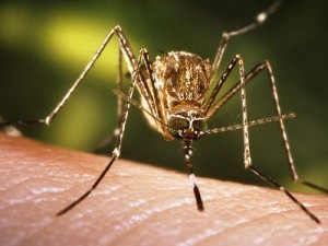 В Италии начнут штрафовать тех, кто не борется с комарами