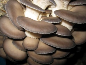 В городе Ванадзор выявлены три случая отравления грибами