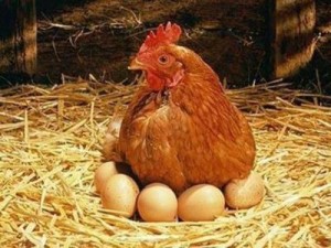 Прокат кур-несушек в США стал хитом на фоне растущих цен на яйца