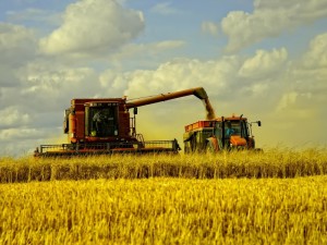 Работы по сбору урожая зерновых культур продолжаются
