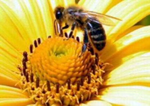Жена премьера Японии будет разводить пчел в токийской резиденции