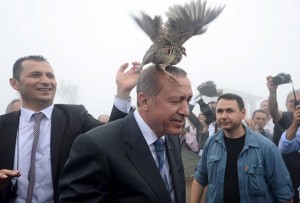 Эрдогана атаковала куропатка