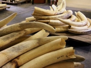 В аэропорту Цюриха задержаны три китайца с 262 кг слоновой кости
