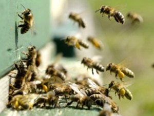 Пчелы могут полностью исчезнуть через 20 лет