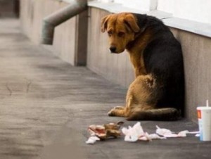 15 августа- Всемирный день бездомных животных