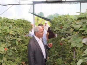 Министр сельского хозяйства Армении ознакомился с грузинским опытом в ряде сфер