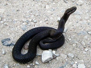 В Армении скончалось женщина, два дня назад ужаленная змеей