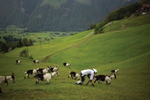 Мужчина провел три дня в обличье козла в Швейцарских Альпах