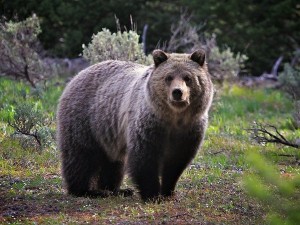 В России убегавший от медведя автоинспектор случайно застрелил брата