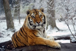 В Бангладеш убили шестерых «охотников за тиграми»