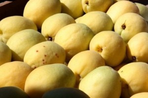 В Араратском марзе собрано более 35 тысяч тонн абрикосов
