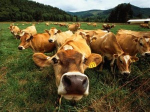Министр: Поголовье скота в Армении 2015 г выросло