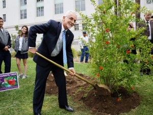 В Лос-Анджелесе посадят 100 гранатовых деревьев в память о Геноциде армян