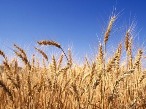 Министр: Урожайность пшеницы в Армении в 2015 г заметно выросла