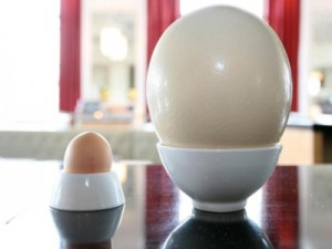 Лондонский ресторан предлагает своим клиентам жареные страусиные яйца