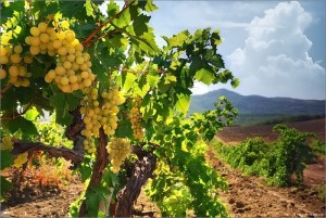 Закуп винограда стартовал в филиале Ереванского коньячного завода в Армавире
