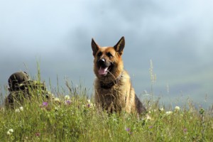 В Армению из России доставят 10 караульных собак
