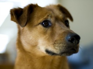 Собак первыми приручили жители Центральной Азии - ученые